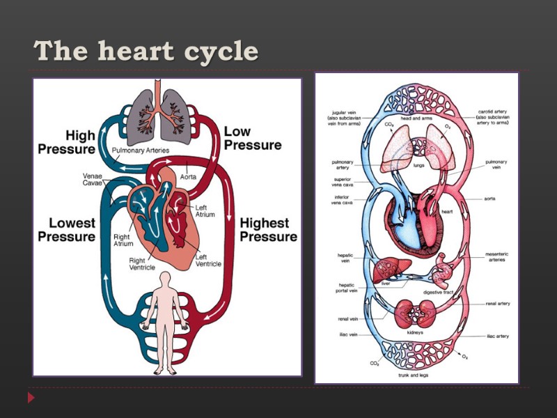 The heart cycle